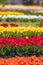 Row of colorful Tulip flowers in Holland, michigan