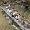 A row of common waterfowl found in British Columbia, Canada