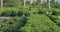 row of coniferous trees, plants, floers in greenhouse