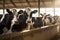 Row of cows being milked. Generative AI