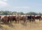 A row of cows with their rumps facing camera except one cow in the middle.