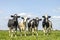 Row cows together gathering in a pasture, happy and joyful