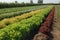 row of crops, with each plant modified to produce different flavor or texture