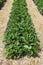 A row cultivated ripening strawberry bed