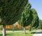 A row of Cupressus sempervirens or Mediterranean cypress in alley of modern city park Krasnodar. Public landscape Galitsky park