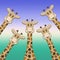 A row of cute cartoon giraffes