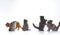 A row of cute cats of different colors on a white background, fluffy kittens play on a white background.