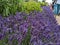 A row of deep purple lavender lining a path