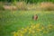 Row deer baby graze on meadow, Czech wildlife