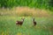 Row deer baby graze on meadow, Czech wildlife