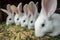 Row of domestic rabbits eating grain and grass in farm hutch