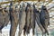 A row of dry salted dried fish hang on the wire on the market