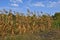 Row of drying sweet corn stalks in a garden