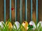 A row of dyed easter eggs in green grass next to wooden country garden fence with red ladybugs. Spring holiday cartoon vector back