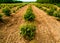 Row of Eucalyptus tree in the farm