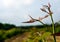 Row of Eucalyptus tree in the farm