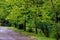 Row of evergreen bushes and a path in beautiful park with geometric green trees and pathways