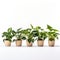 Row Of Exotic Green Plants In Pots On White Background