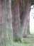 A Row of False Cedar Trees Detailing their Papery Bark