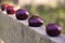 A row of five conkers with four out of five out of focus on a wooden fence. With blurred bokeh background.