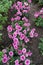 Row of flowering pink Chrysanthemum bushes