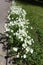 Row of flowering white Mexican primroses