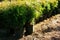 Row of flowerpots with garden plants. Thuja occidentalis northern white-cedar, eastern arborvitae or tree of life