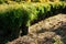 Row of flowerpots with garden plants. Thuja occidentalis northern white-cedar, eastern arborvitae or tree of life