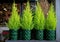 Row of four evergreen plants - cypress or lemon cypress trees in pots on the shelve at greek garden shop - Christmas decorations