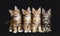 Row of four Maine Coon cats