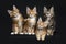 Row of four Maine Coon cats