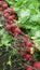 A row of fresh bunched red radishes