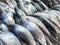 A row of fresh milkfish , also known as bangus, available for purchase in a fish market