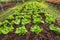 Row of Fresh salad leave Butter head lettuce in the Organic farm