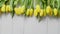 Row of fresh Yellow tulips on white wooden table