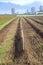 Row of Freshly Prepared Blueberry Field