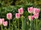 Row of Frilly Pink and White Tulips