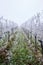 Row of frozen winter vineyards in the fog