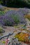 A row of fully blooming aromatic lavender plants with drip water line