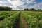 row of genetically modified crops growing in field