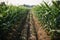 row of genetically modified crops growing in field