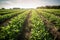 row of genetically modified crops growing in field