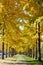 Row of ginkgo trees in golden autumn