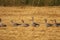 A row of goose stands at a wheat field in holland