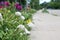 A row of `gooseneck` flowers waiting for passersby.