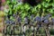 Row of Grapes Ready for Harvest in Italy