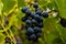 Row of grapes with vine leafs