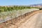 Row of grapevine in vineyard covered by protective netting