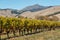 Row of grapevine in vineyard with mountains