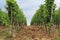 Row of grapevines in vinyard with cloudy sky